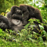 Rwanda Increases Price of Gorilla Permit from $750 to $1,500