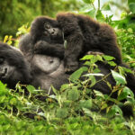 Rwanda Mountain Gorilla